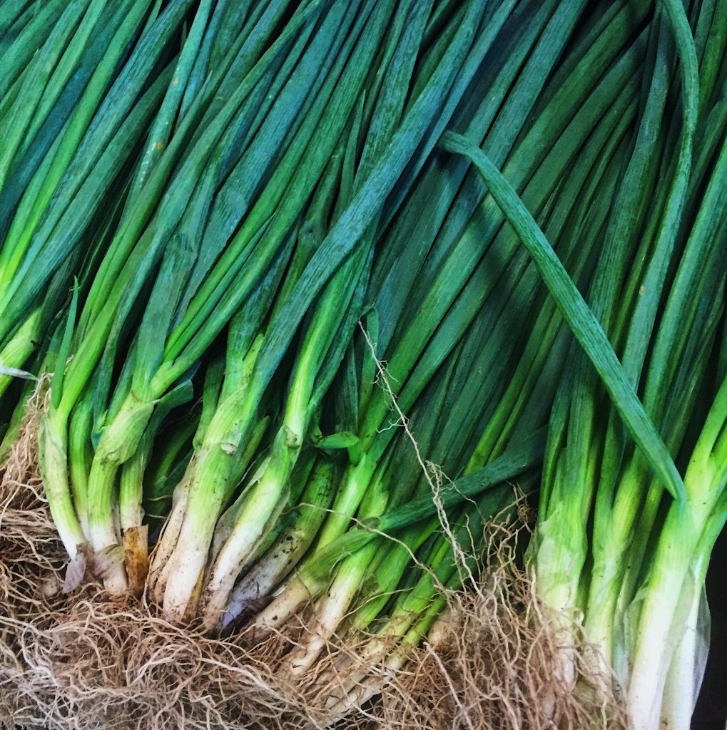 Sibuyas dahon (onion leaves) - MAGSIGE MPC